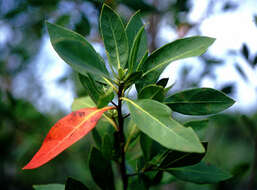 Image of mangrove