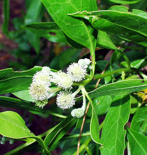 Image of mangrove