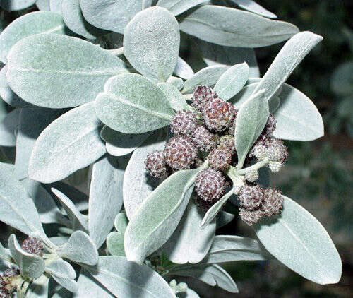 Image of mangrove