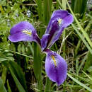 صورة Iris giganticaerulea Small