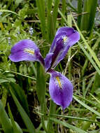 Image of giant blue iris