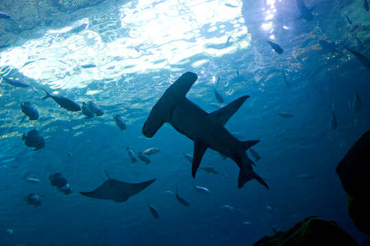 Image of Hammerhead shark