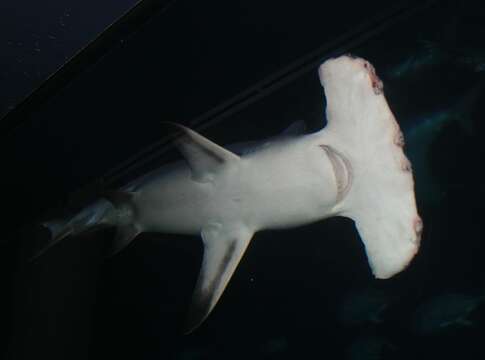 Image of Hammerhead shark