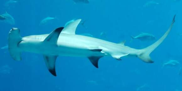 Image of Hammerhead shark