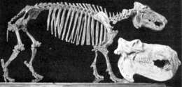 Image de Hippopotamus lemerlei Grandidier 1868