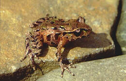 Image of New Zealand primitive frogs