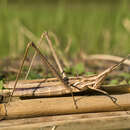 Image of Chinese Grasshopper