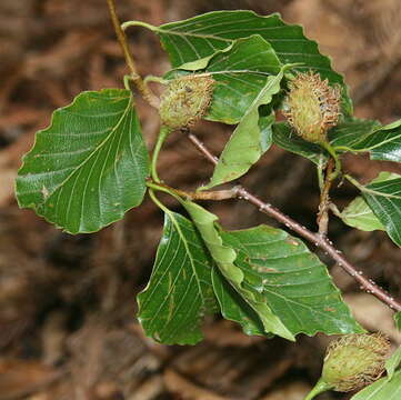 Image of beech