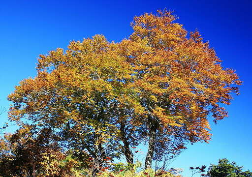 Image of beech