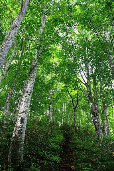 Image of beech