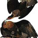 Caracara lutosa (Ridgway 1876)的圖片