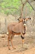 Image of Beisa Oryx