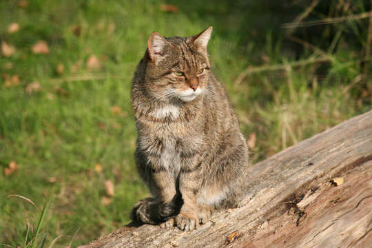 Imagem de Felis silvestris grampia Miller 1907