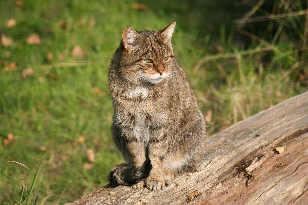 Image of European wildcat