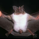 Image of Kalko’s Round-eared Bat