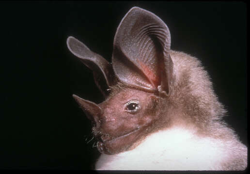 Image of Kalko’s Round-eared Bat