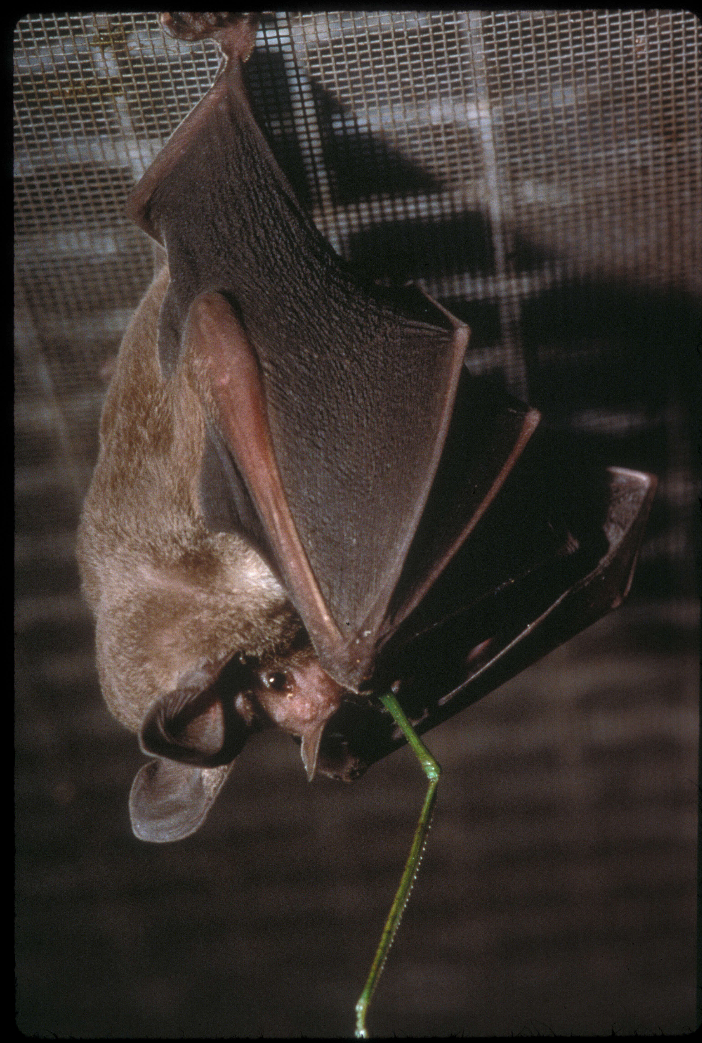 Image of Kalko’s Round-eared Bat