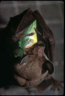 Image of Kalko’s Round-eared Bat
