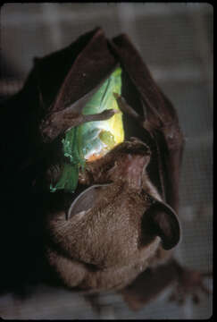 Image of Kalko’s Round-eared Bat