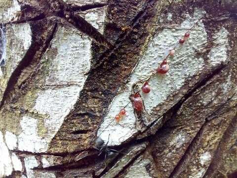 Imagem de Croton lechleri Müll. Arg.