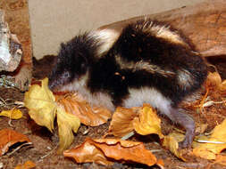 Image of streaked tenrecs