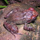 Image of Turquino robber frog