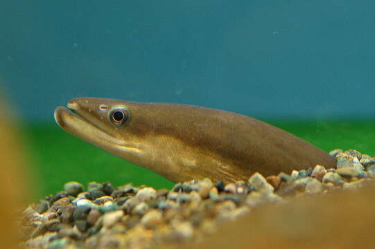 Image of Eel