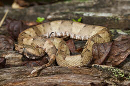 Image of Hognose Pit Vipers