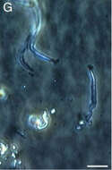 Image of Purple Bacteria & relatives