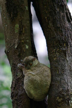 Image of Sportive Lemurs