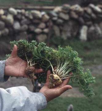 Image of Peppercresses