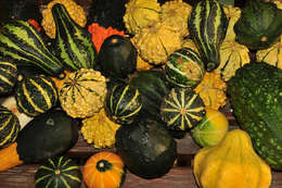 صورة Cucurbita melopepo L.