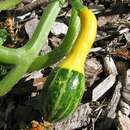 Image of field pumpkin