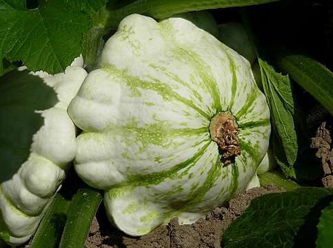 Image of gourd