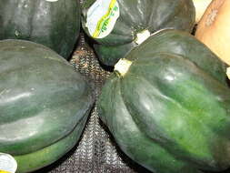 Image of gourd