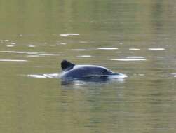 Image of Cephalorhynchus Gray 1846