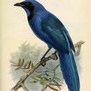 Image of Black-collared Jay