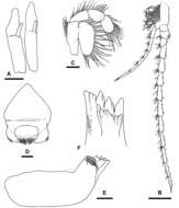 Image of Speleonectidae Yager 1981
