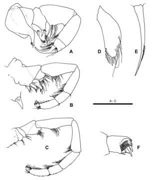 Image of Cryptocorynetidae Hoenemann, Neiber, Schram & Koenemann ex Hoenemann, Neiber, Humphreys, Iliffe, Li, Schram & Koenemann 2013