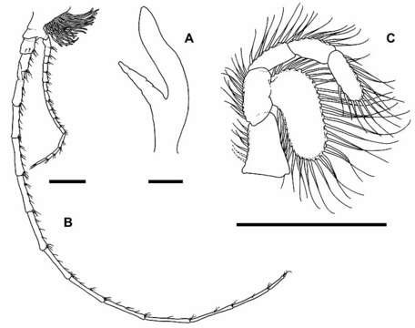 Image of Cryptocorynetidae Hoenemann, Neiber, Schram & Koenemann ex Hoenemann, Neiber, Humphreys, Iliffe, Li, Schram & Koenemann 2013
