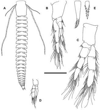 Image of Cryptocorynetidae Hoenemann, Neiber, Schram & Koenemann ex Hoenemann, Neiber, Humphreys, Iliffe, Li, Schram & Koenemann 2013