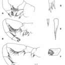 Speleonectes minnsi Koenemann, Iliffe & van der Ham 2003的圖片