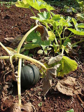 Image of gourd