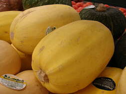 Image of gourd