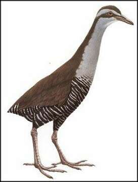 Image of Lord Howe wood rail