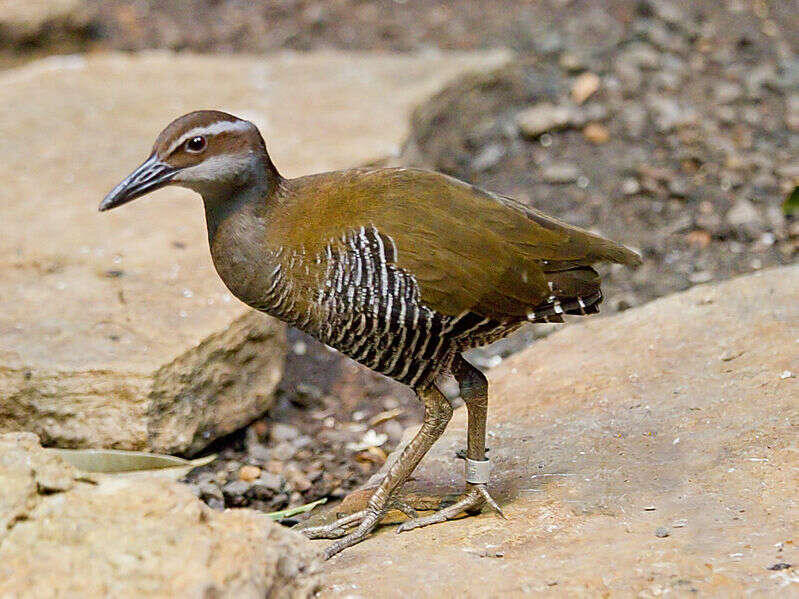 Image of Lord Howe wood rail