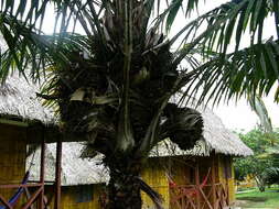 Image of nut palm