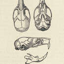 Image of Nilopegamys plumbeus Osgood 1928