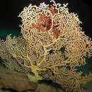 Image of Hawaiian gold coral
