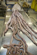 Image of Giant squid